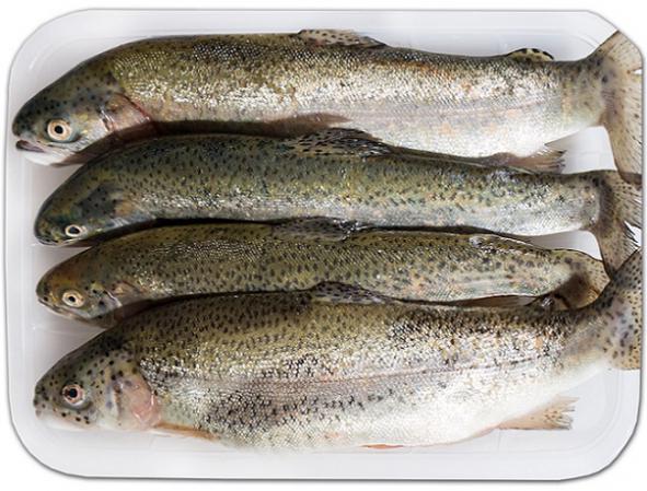 قیمت ماهی قزل آلا در بازار | عرضه مستقیم پرفروش ترین گونه آبزی در کشور