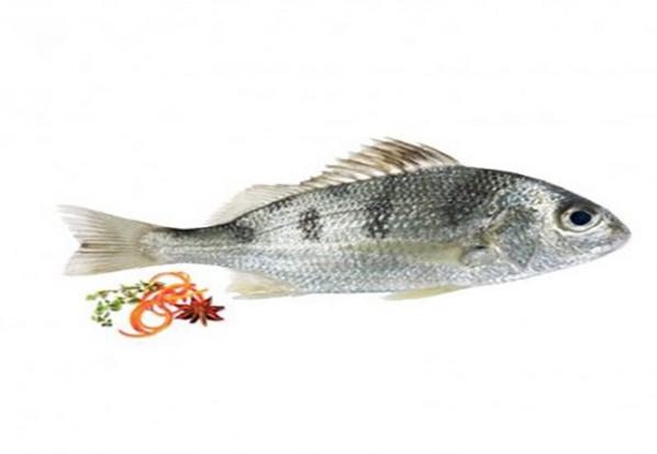 لیست قیمت انواع ماهی جنوب