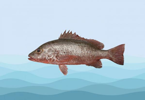 سفارش اینترنتی عمده ماهی جنوب به قیمت ارزان