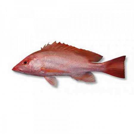 قیمت ماهی سرخو | فروشندگان عمده بهترین گونه های آبزیان دریایی