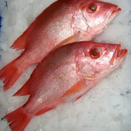 تولید کننده ماهی سرخو درجه یک در کشور