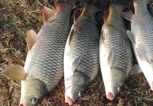 قیمت ماهی هامور | مرکز فروش گونه های متنوع آبزیان دریایی در کشور