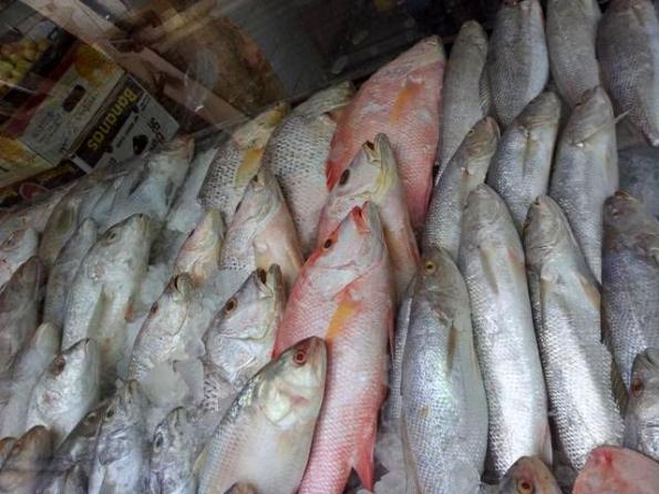 قیمت ماهی حلوا | تامین کننده انواع ماهی در جنوب کشور