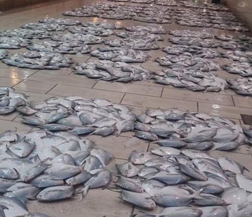 تامین کننده عمده انواع ماهی جنوب دز کشور