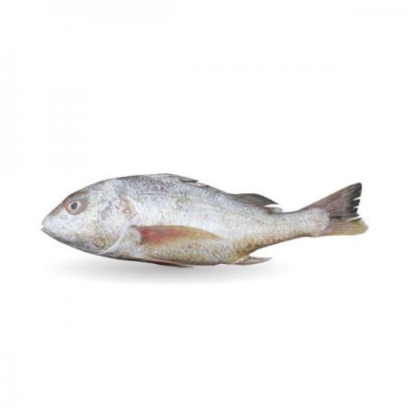 بزرگترین پرورش دهنده ماهی سنگسر در کشور