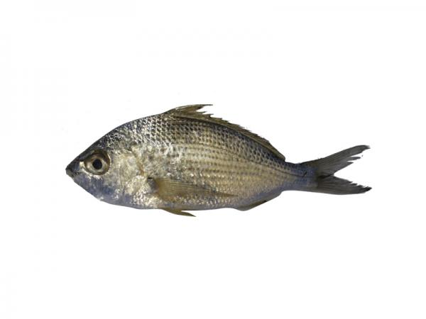 قیمت ماهی سنگسر | خرید مستقیم انواع آبزی دریایی از توزیع کننده اصلی