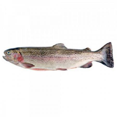 قیمت ماهی قباد | عرضه کننده بهترین گونه آبزیان خوراکی مرغوب 