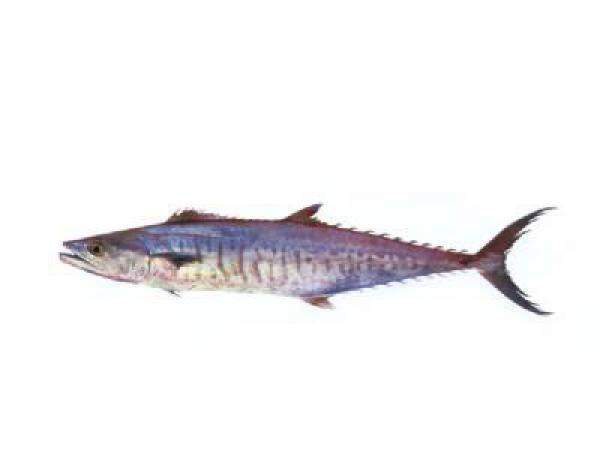 پرورش دهنده برتر ماهی قباد در جنوب کشور