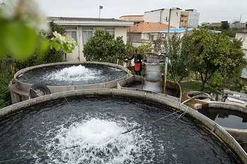 پرورش ماهی سردآبی قزل آلا در ایران