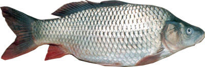 معرفی انواع ماهی پرورشی گرمابی ایرانی