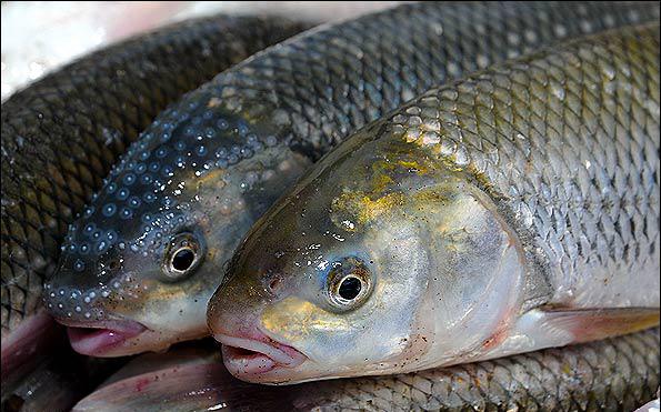 شرایط پرورش انواع ماهی سردآبی