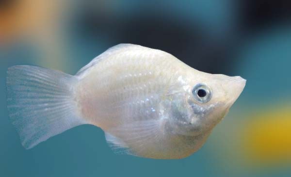 پرورش انواع ماهی آکواریومی زنده زا