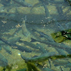 شرایط پرورش انواع ماهی گرمابی در مازندران