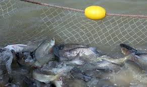 قیمت انواع ماهی پرورشی گرمابی
