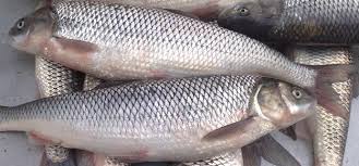 صادرات ماهی پرورشی شمال درجه یک