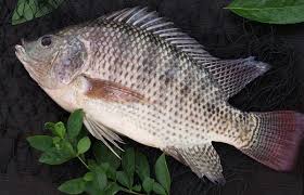 تولید بهترین ماهی پرورشی تیلاپیا