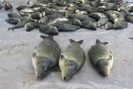 ماهی پرورشی خوزستان
