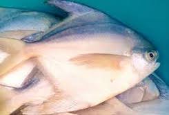 نمایندگی فروش ماهی حلوا بحرینی