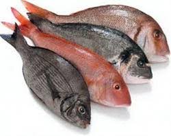 پرفروش ترین ماهی حلوا قرمز