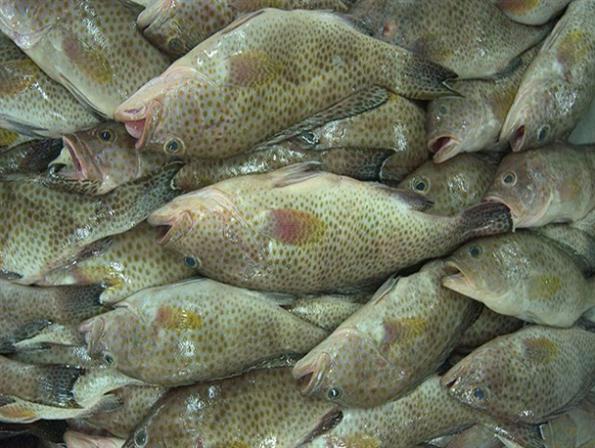 لیست قیمت انواع ماهی