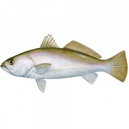 صادرات انواع مختلف ماهی به سایر کشورها