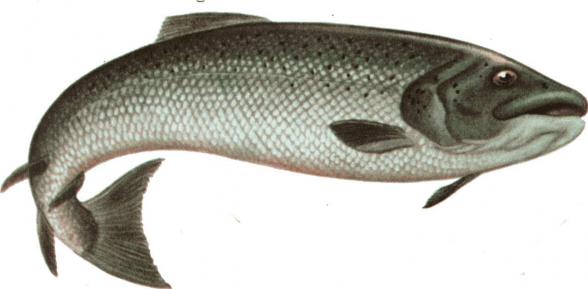فروش عمده ماهی حلوا سفید | ارائه کننده انواع آبزیان دریایی آب شیرین