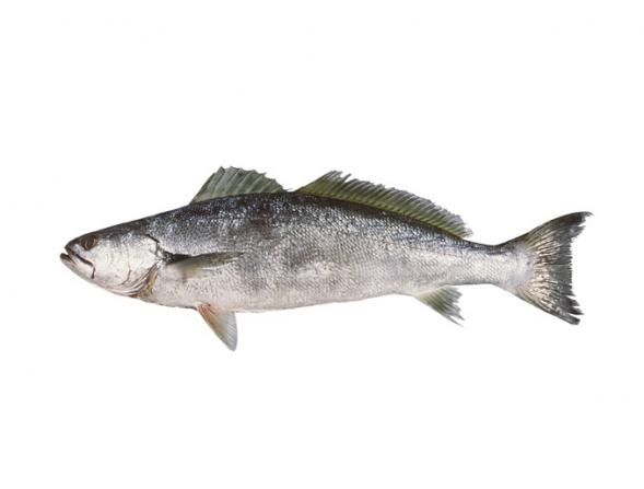 تولید کننده ممتاز ماهی شوریده در کشور