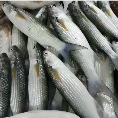 سفارش ماهی حسون به قیمت تولید