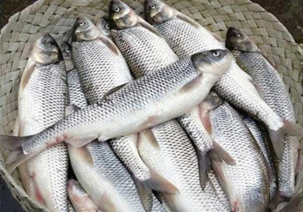 اخرین قیمت ماهی قزل آلا در بازارن ایران