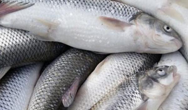 صادرات ماهی قزل آلا درجه یک به سایر نقاط جهان