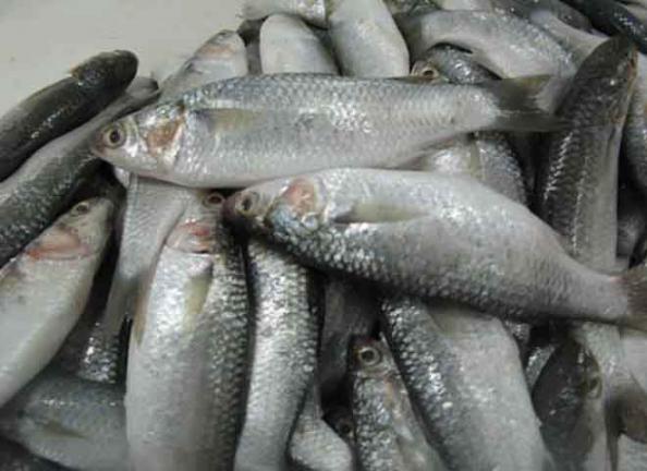 قیمت روز ماهی شوریده