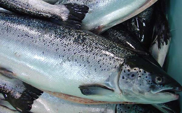 لیست قیمت خرید ماهی ساردین در بازار