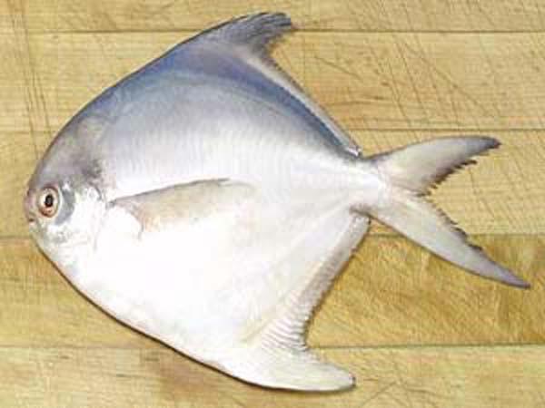 فروشندگان ماهی حلوا در کشور