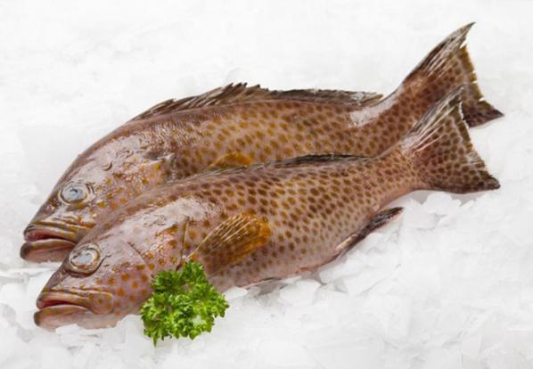 قیمت ماهی جنوب | مرکز تولید و فروش آبزیان پرورشی در کشور