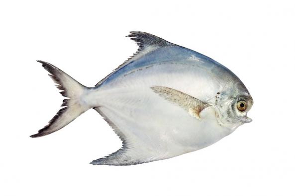 عمده فروش انواع ماهی و آبزی پرورشی جنوب